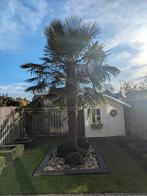 Palmboom, Jardin & Terrasse, Plantes | Arbres, Plein soleil, Enlèvement, Été, Palmier