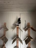 Oriental frill Hunkari groot formaat, Dieren en Toebehoren, Vogels | Duiven, Overige soorten