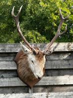 Taxidermie hertenkop, Antiek en Kunst, Ophalen of Verzenden