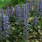 Kruipende bugel - Ajuga reptans, Ophalen, Bodembedekkers, Volle zon, Vaste plant