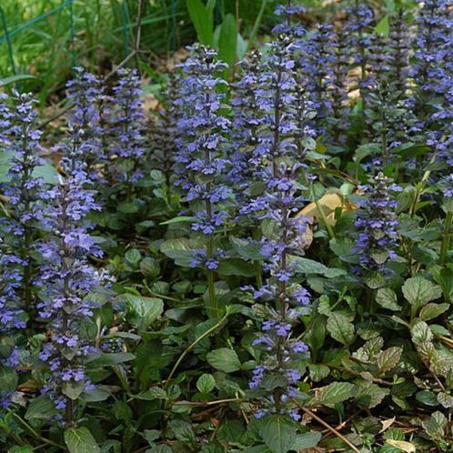 Kruipende bugel - Ajuga reptans, Tuin en Terras, Planten | Tuinplanten, Vaste plant, Bodembedekkers, Volle zon, Winter, Ophalen