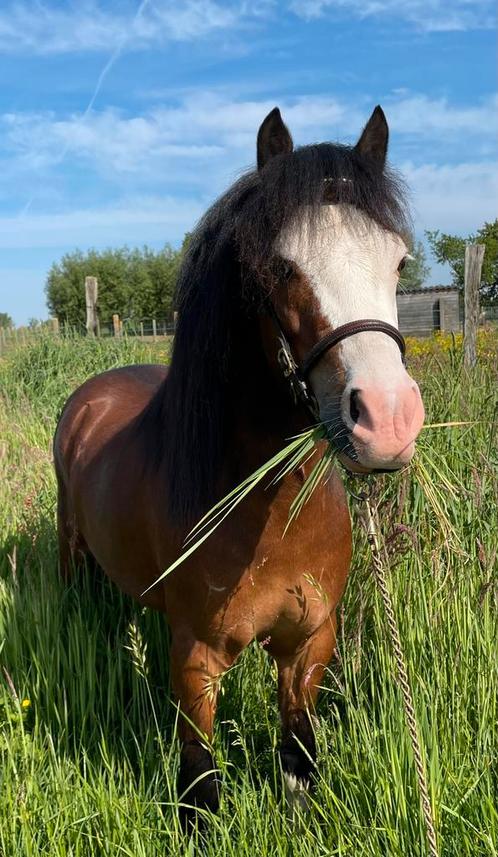 Prachtige welsh hengst ter dekking., Dieren en Toebehoren, Paarden en Pony's | Dekhengsten en Fokmerries, Hengst