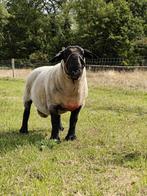 Suffolk dekram met stamboek, Dieren en Toebehoren, Schapen, Geiten en Varkens, Mannelijk, Schaap, 3 tot 5 jaar