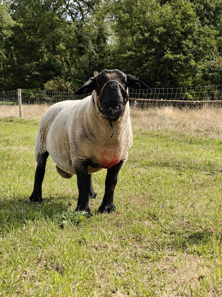 Suffolk dekram met stamboek, Dieren en Toebehoren, Schapen, Geiten en Varkens, Schaap, Mannelijk, 3 tot 5 jaar