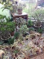 kamerplanten, Huis en Inrichting, Kamerplanten, Minder dan 100 cm, Bloeiende kamerplant, Ophalen, Vetplant