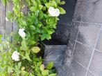 2 grote bloempotten met witte hortensias, Tuin en Terras, Ophalen, Zo goed als nieuw