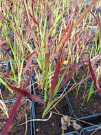 Imperata Red Baron, Ophalen