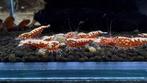 Garnaal Galaxy fishbone Black en Red, Dieren en Toebehoren, Vissen | Aquariumvissen, Kreeft, Krab of Garnaal