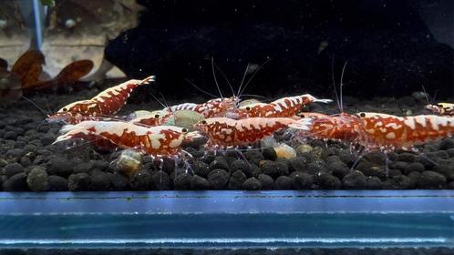 Crevettes Galaxy Fishbone Black et Red, Animaux & Accessoires, Poissons | Poissons d'aquarium, Homard, Crabe ou Crevette