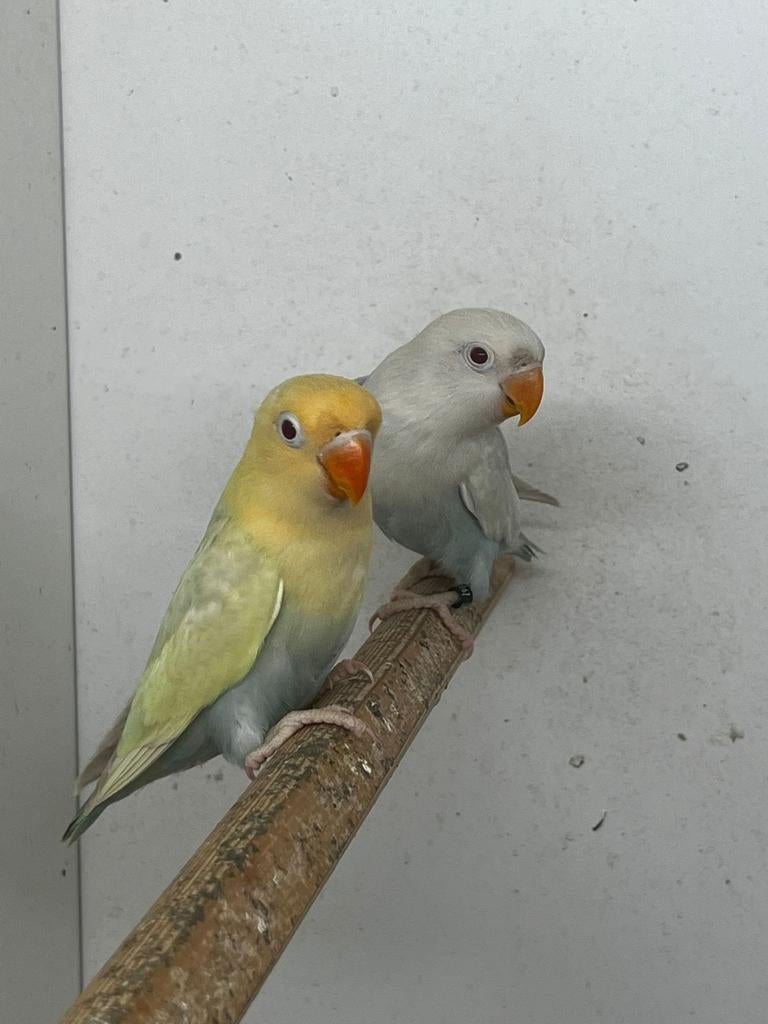 Jachères pâles et jachères pâles fendues avec ADN. En bleu e, Plusieurs animaux, Perroquet nain ou Inséparable