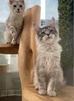 Maine coon, Dieren en Toebehoren, Poes, Gechipt, 0 tot 2 jaar