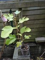 Bouture de figuier, Ophalen, Volle zon, In pot, 250 tot 400 cm