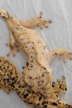 0.1 RTB Dalmatian wimpergekko vrouw, Lézard, Domestique, 3 à 6 ans