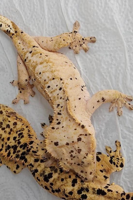 0.1 RTB Dalmatian wimpergekko vrouw, Animaux & Accessoires, Reptiles & Amphibiens, Lézard, 3 à 6 ans, Domestique