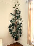 Plante Philodendron GRANDE 3m+, Enlèvement, En pot, 200 cm ou plus