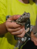 Jurassic Lizard, Dieren en Toebehoren, Reptielen en Amfibieën, Amfibie, 0 tot 2 jaar
