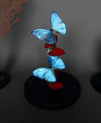 Echte vlinders onder een wereldbol, Antiek en Kunst, Ophalen of Verzenden