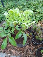heleborus, Vaste plant, Halfschaduw, Winter, Ophalen