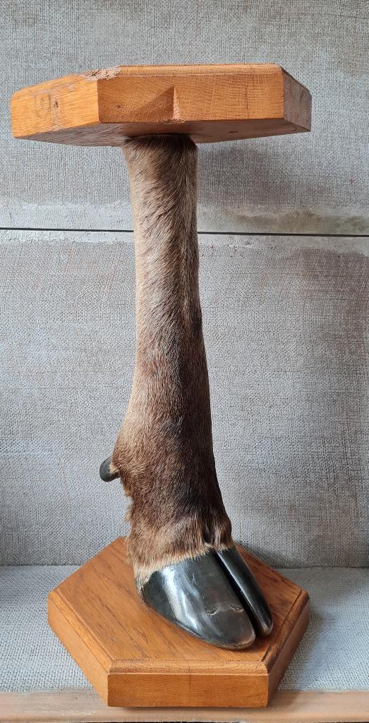 Vintage taxidermie ELAND poot hexagonaal staander, Verzamelen, Dierenverzamelingen, Gebruikt, Opgezet dier, Overige soorten, Ophalen of Verzenden