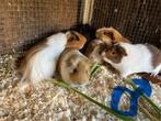Jonge cavia’s (M), Dieren en Toebehoren, Knaagdieren, Cavia, Juni, Mannelijk, Tam