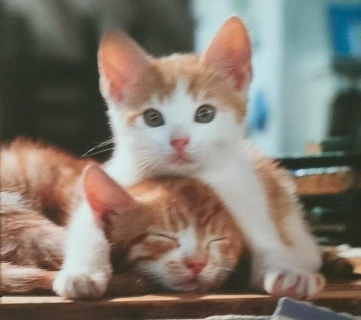 Foto's van katten op fotopapier. Grote & kleine. 300 stuks., Huis en Inrichting, Woonaccessoires | Schilderijen, Tekeningen en Foto's