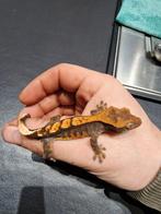 Wimpergekko (4 maand), Dieren en Toebehoren