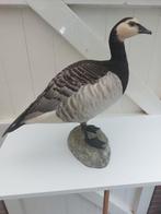 Prachtige opgezette brandgans, Verzamelen, Dierenverzamelingen, Ophalen of Verzenden, Nieuw, Vogel, Opgezet dier