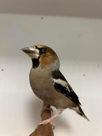 1-0 appelvink ( in nl ), Dieren en Toebehoren, Vogels | Overige Vogels, Mannelijk, Wildzangvogel, Geringd