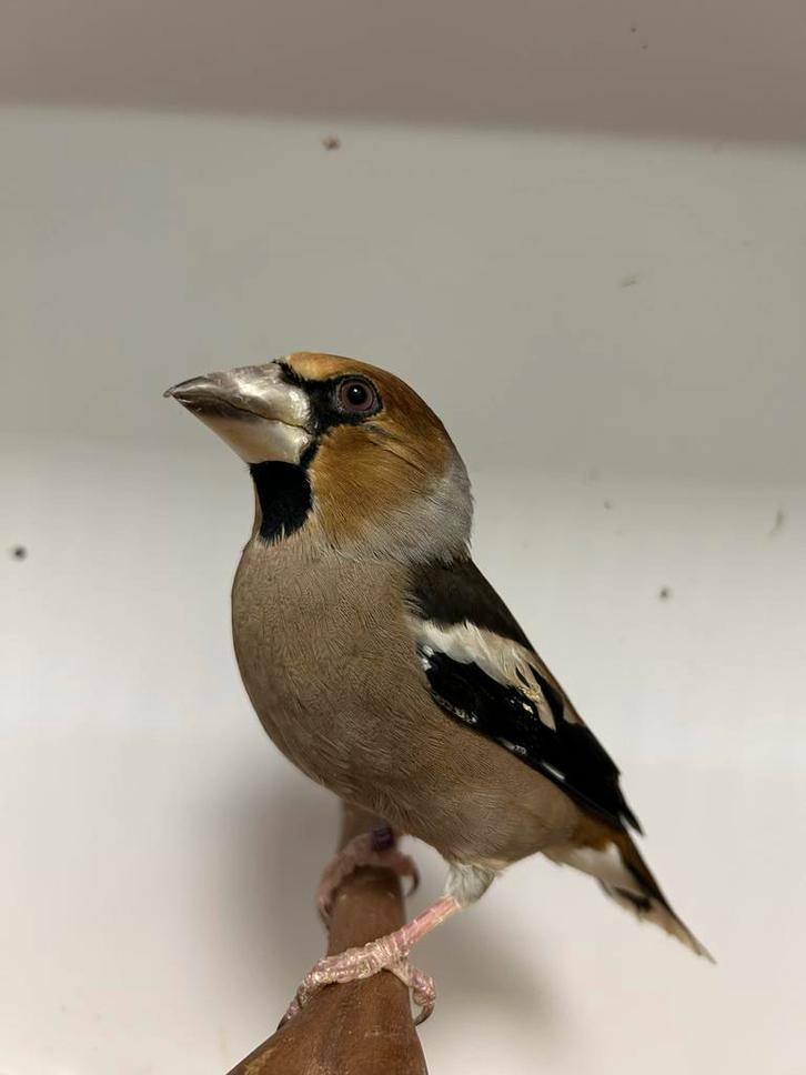 1-0 appelvink ( in nl ), Dieren en Toebehoren, Vogels | Overige Vogels, Wildzangvogel, Mannelijk, Geringd