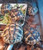 kweek 2024  Griekse landschildpad, Dieren en Toebehoren, Schildpad, 0 tot 2 jaar
