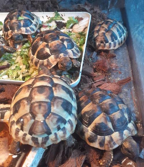 kweek 2024  Griekse landschildpad, Dieren en Toebehoren, Reptielen en Amfibieën, Schildpad, 0 tot 2 jaar
