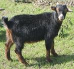 Diverses chèvres castrées et non castrées, Mâle, Chèvre, 0 à 2 ans