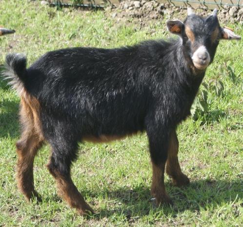 Diverses chèvres castrées et non castrées, Animaux & Accessoires, Moutons, Chèvres & Cochons, Chèvre, Mâle, 0 à 2 ans