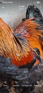 Groothoender cochin broedeieren