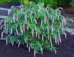 Rostrinucula dependens-huilende buddleia-herfstbloeier !!!, Tuin en Terras, Planten | Tuinplanten, Ophalen of Verzenden