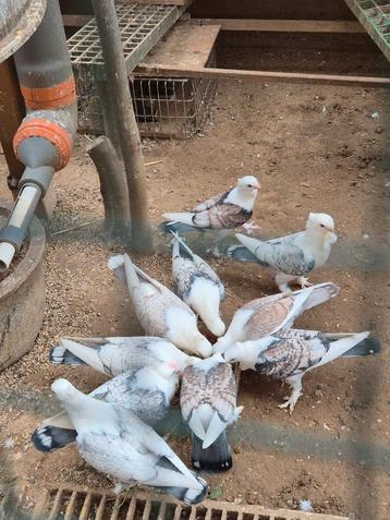 Pigeon sattinéts née 2025 