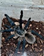 Super mooi balfouri tarantula met jongen