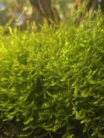 Mousse de java, Dieren en Toebehoren