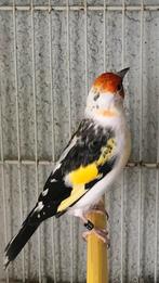 Chardonneret Tête blanche Agathe, Animaux & Accessoires, Oiseaux | Oiseaux Autre, Mâle, Oiseau tropical, Bagué