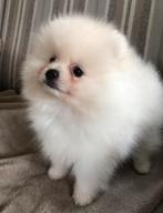 Pomeriaan pup cream mini reutje, Dieren en Toebehoren, België, Fokker | Hobbymatig, Keeshond, Reu