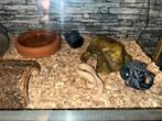 Baby Handtamme Enchi Koningspython+terrarium, Dieren en Toebehoren, Reptielen en Amfibieën, Slang, 0 tot 2 jaar, Met terrarium