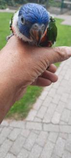 Jonge lori, Dieren en Toebehoren, Vogels | Parkieten en Papegaaien, Tam