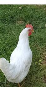 Witte leghorn hennen, Dieren en Toebehoren, Pluimvee