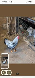 Wyandotte kriel haan, Animaux & Accessoires, Volatiles
