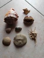 Coquillages et fongite, Ophalen of Verzenden, Schelp(en)