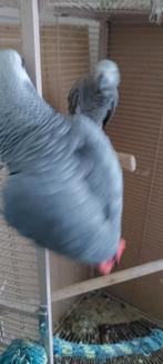 Koppel handtamme grijze roodstaarten, Dieren en Toebehoren