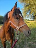 Lieve Arabische ruin te koop, Dieren en Toebehoren, Paarden, Ruin