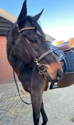 Joli jardin pour les sports et les loisirs, Hongre, Avec pedigree