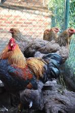 Groothoender Brahma goudpatrijs kuikens, Meerdere dieren, Kip