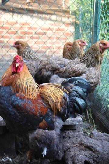 Groothoender Brahma goudpatrijs kuikens, Plusieurs animaux, Poule ou poulet